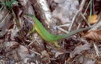 Lacerta viridis - Green Lizard