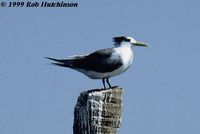 Great Crested Tern - Sterna bergii