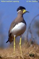 Yellow-wattled Lapwing - Vanellus malarbaricus