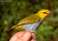 Yellow-spectacled White-eye - Zosterops wallacei