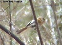 Fulvous Parrotbill - Paradoxornis fulvifrons