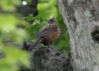 Streaked Barwing - Actinodura souliei