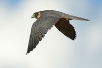 Australian Hobby