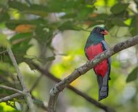 Slaty-tailed Trogon (Trogon massena) photo