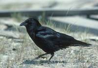 Northwestern Crow (Corvus caurinus) photo