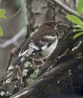 Aztec Thrush (Zoothera (Ridgwayia) pinicola) photo