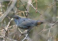 Blue Mockingbird (Melanotis caerulescens) photo