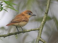 Cinnamon Becard (Pachyramphus cinnamomeus) photo