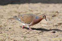 Zenaida Dove - Zenaida aurita