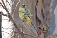 Yellow Rosella - Platycercus flaveolus