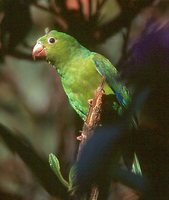 Plain Parakeet - Brotogeris tirica