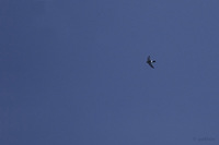 White-rumped Needletail - Zoonavena sylvatica