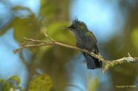 Antillean Crested Hummingbird - Orthorhyncus cristatus