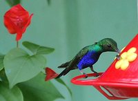 Violet-bellied Hummingbird - Damophila julie