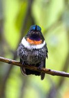 Amethyst-throated Sunangel - Heliangelus amethysticollis