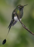 Booted Racket-tail - Ocreatus underwoodii