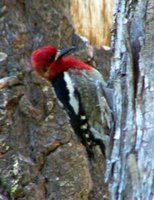 Red-breasted Sapsucker - Sphyrapicus ruber