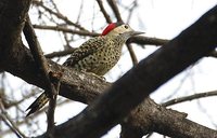 Green-barred Woodpecker - Colaptes melanochloros