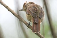 Rufous-capped Antshrike - Thamnophilus ruficapillus
