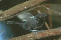 Rio Branco Antbird - Cercomacra carbonaria