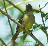 Yellow-bellied Elaenia - Elaenia flavogaster