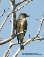 Olive-sided Flycatcher - Contopus cooperi