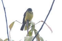 Dusky-chested Flycatcher - Myiozetetes luteiventris