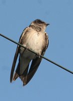 Purple Martin - Progne subis