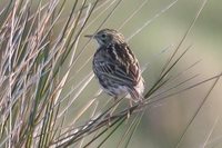 Correndera Pipit - Anthus correndera