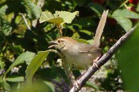 Rock-Loving Cisticola - Cisticola aberrans