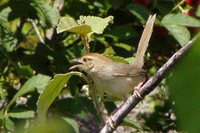 Rock-Loving Cisticola - Cisticola aberrans