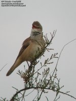 Great Reed-Warbler - Acrocephalus arundinaceus