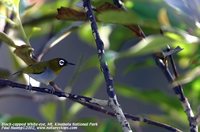 Black-capped White-eye - Zosterops atricapillus