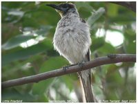 Little Friarbird - Philemon citreogularis