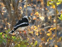 White Helmetshrike - Prionops plumatus