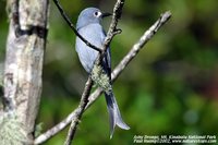 Ashy Drongo - Dicrurus leucophaeus