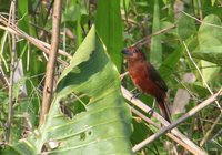 Silver-beaked Tanager - Ramphocelus carbo