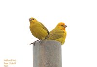 Saffron Finch - Sicalis flaveola