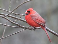 Northern Cardinal - Cardinalis cardinalis