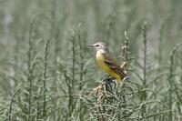 Yellow Wagtail