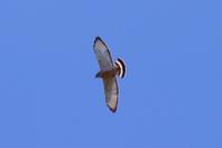 Broad-winged Hawk (2) at Sierra de Lema, Venezuela.jpg