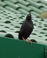 Crested Myna saw in Hong Kong