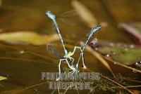 Azure Damselfly , Coenagrion puella , oviposition stock photo