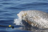 Attempting to tag an adult Cuvier's beaked whale (c) G.S. Schorr