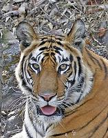 ...... and of course the fantastic but sadly rapidly disappearing Tiger, surely one of the world's 