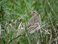 큰밭종다리 Anthus richardsi | Richard's pipit