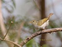 Blyth's leaf warbler C20D 02563.jpg