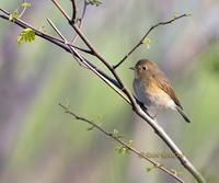 Red-flanked bluetail C20D 02665.jpg