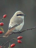 Isabelline Shrike (Lanius isabellinus)