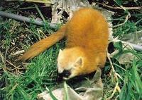 Japanischer Marder [Martens melampus]
